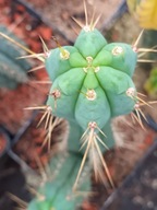 Kaktus Trichocereus Pach X bridgesii większy PB5 + gratisy + ogrzewacz