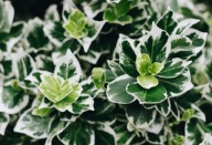 Trzmielina japońska Emerald'n Gaiety (euonymus japonicum) C2 10cm