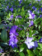 Barwinek pospolity sadzonki 50 sztuk (Vinca minor) zimozielony na obwódki