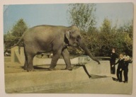 WARSZAWA. ZOO Miejski Ogród Zoologiczny. Słoń indyjski CZYSTA 1969 rok