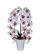 Storczyk biały nakrapiany dwa pędy doniczka biała Prezent Urodziny Dla Mamy