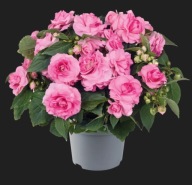 Niecierpek Pełny Impatiens walleriana GLIMMER PINK
