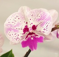PHALENOPSIS storczyk 9
