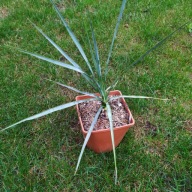 *KAKTUSY*YUCCA SPECIES - Buen Dia, Durango, Meksyk - RS 1102 unikat