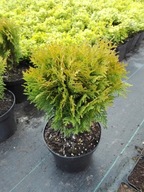 Tuja Danica Mirjam Teddy Tuffet Rheingold Hoseri