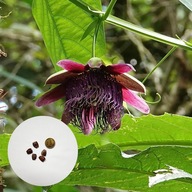Passiflora quadrangularis – męczennica olbrzymia | 5 nasion + instrukcja