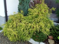 Cyprysik 'Sungold' Groszkowy DUŻA SADZONKA wys 80cm