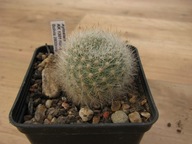 Kaktus ,Rebutia nivosa KK 1301