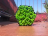 Panel dekoracyjny do wnętrz, sześciokąt z Mchem Chrobotkiem