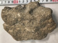 Skamieliny, minerały, koralowce