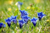Hiacynt Kalifornijski NIEBIESKI OGRODOWY sadzonka w doniczce p8