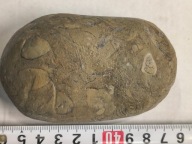 Agat mszysty muszlowy