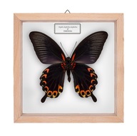 Motyl w gablotce Papilio deiphobus deiphobus