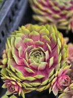 Rojnik BigSam 'Pink Pomelo'