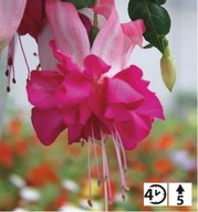 Fuksja PEŁNA zwisająca Fuchsia cultivars Bella Rosella