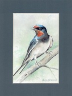 Ptak , ptaki , jaskółka- akwarela z passe - partout