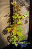 Buk pagodowy szczepiony zielony na taras inny