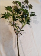 ŻYWY BLUSZCZ GAŁĄZKI 50 SZTUK 50 CM BOZENARODZENIE WIANKI STROIKI