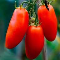 Sadzonka Pomidora odmiana Scaltone 2