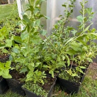 Jagoda Goji 'Sweet Berry' Słodkie owoce (Lycium barbarum) w doniczce P13