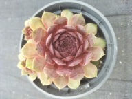 Rojnik 491 VASI PETRU o oryginalnym kolorze