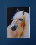 koń portret konia akwarela na papierze