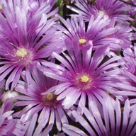 Słonecznica 'Lavender" P9