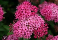 Tawuła ANTHONY WATERER Łatwa w uprawie sadzonka w doniczce