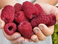 MALINA 10 SZTUK WCZESNA GIGANT MALINY LETNIE DUŻE OWOCE SADZONKI MALINY