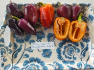 Papryka violet Sparkle rosyjska plenna nasiona kolekcjonerskie