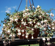 Fuchsia Fuksja Harry Grey