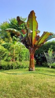 Bananowiec Ensete maurelli