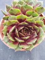 Rojnik 509 KISMET krępe czerwone liście z wiekiem żółknące