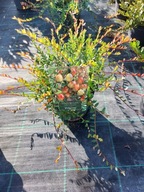 Żurawina wielkoowocowa Pilgrim, 2L