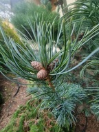Sosna drobnokwiatowa 'Negishi' (pinus parviflora 'Negishi') C5 40cm