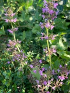 Macierzanka piaskowa pachnąca sadzonka 10 Sztuk