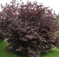 Leszczyna orzech laskowy czerwony czerwonolistny duże sadzonki