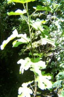 Figa kolumnowa szczepiona owoc jadalny inny