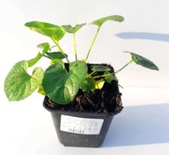 FIOŁEK WONNY SADZONKA W DONICZCE P8 ZADARNIAJĄCY POD DRZEWA NA OBWÓDKI