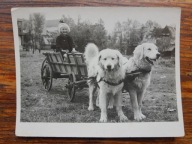 PRL dziecko dziewczynka pies 60te (1485a)
