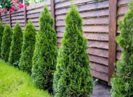 Tuja Szmaragd Smaragd (171) - 1,5 l