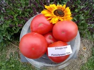 Pomidor Dikaja Rosa mołdawska pyszna malinówka nasiona kolekcjonerskie