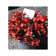 Begonia semperflorens ASCOT BRONZE SCARLET ZESTAW 10 SIEWEK PIĘKNE KWIATY