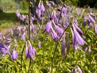 Funkia 'Stiletto' W DONICZCE, trzyletnia, wiele sadzonek (Hosta)