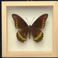 Motyl w gablotce Battus Polydamas 1