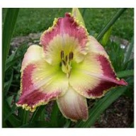 Liliowiec Lotus Postion