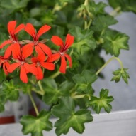 Pelargonia peltatum Decora Red ZWISAJĄCA