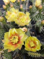 Mrooodporna opuncja macrorhiza SUSANNE