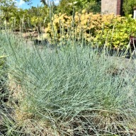 Kostrzewa sina 'Intense Blue' NIEBIESKA trawa (Festuca glauca) Poj. P13