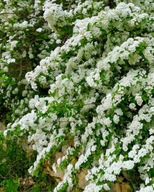 Tawuła wczesna arguta (Spiraea Arguta) C2 30/40cm